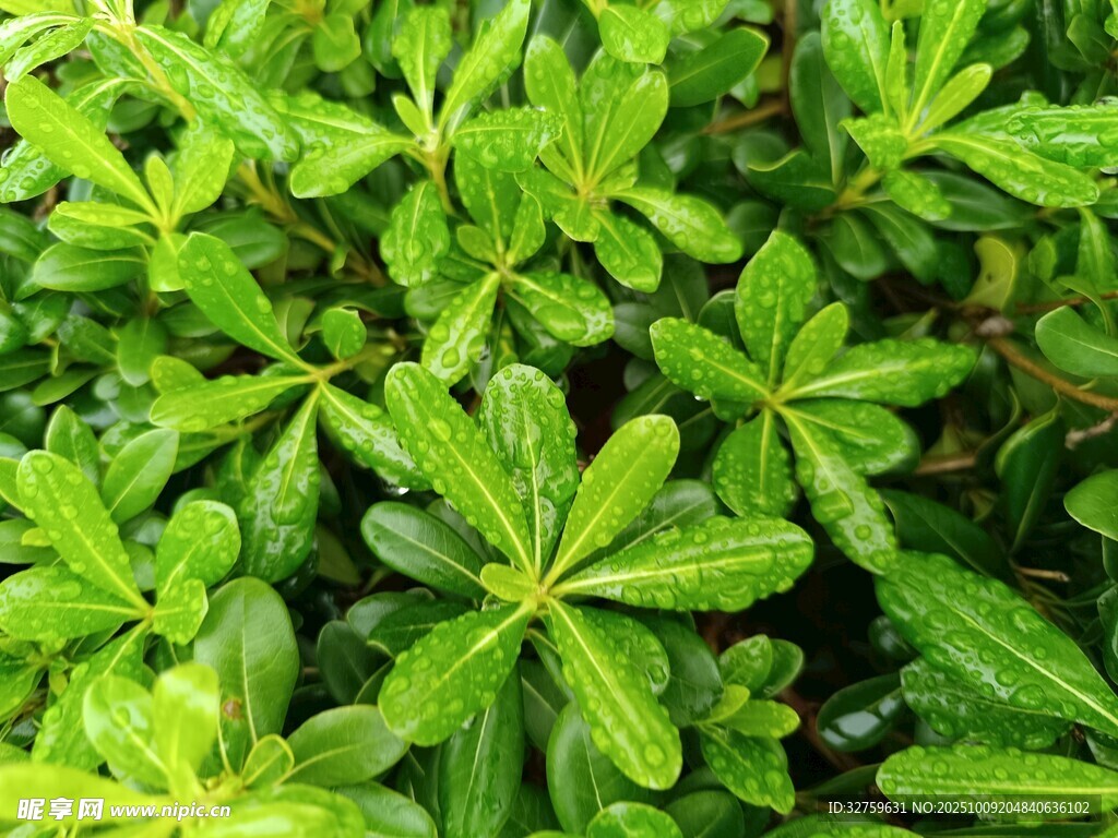 翠绿繁茂的掌状叶片植物