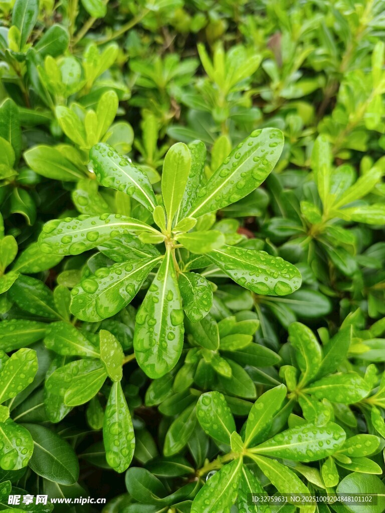 翠绿叶片上的晶莹水珠