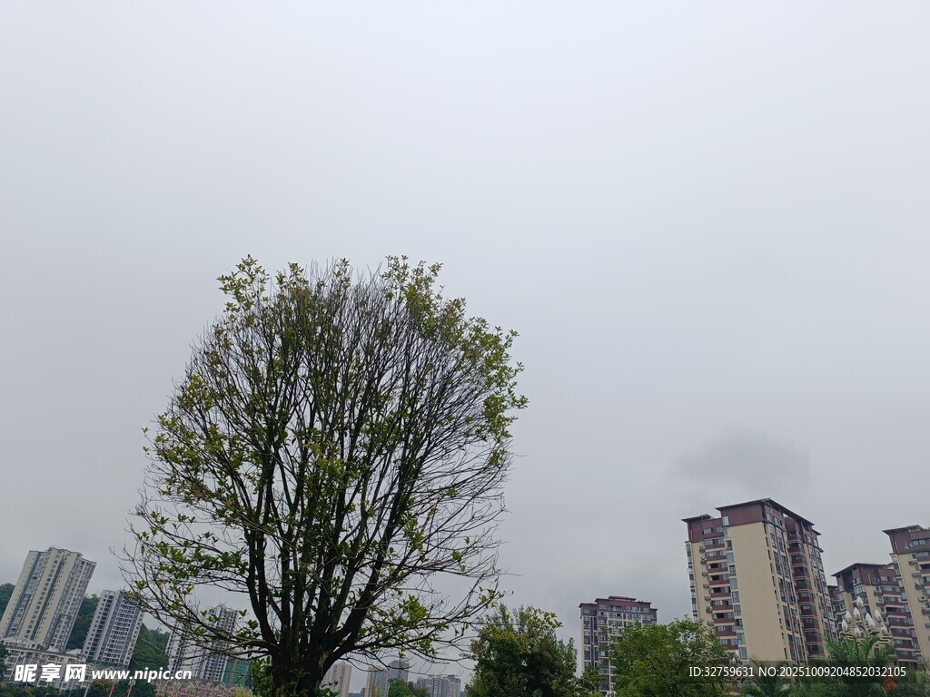 城市中孤独的绿树