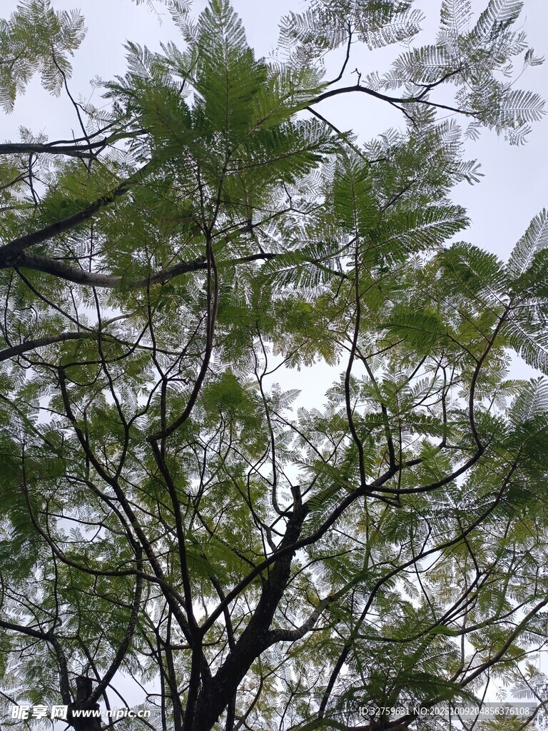 枝叶繁茂的树木景观