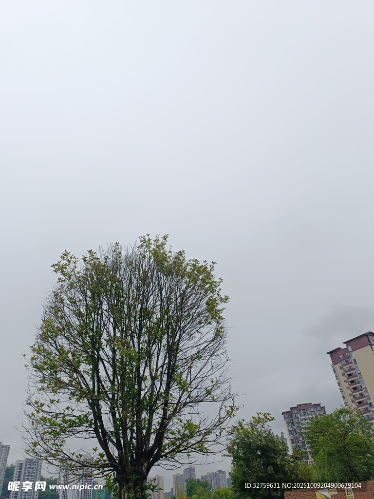 城市中孤独的树木