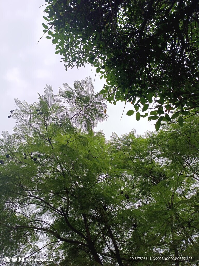 仰视葱郁树林