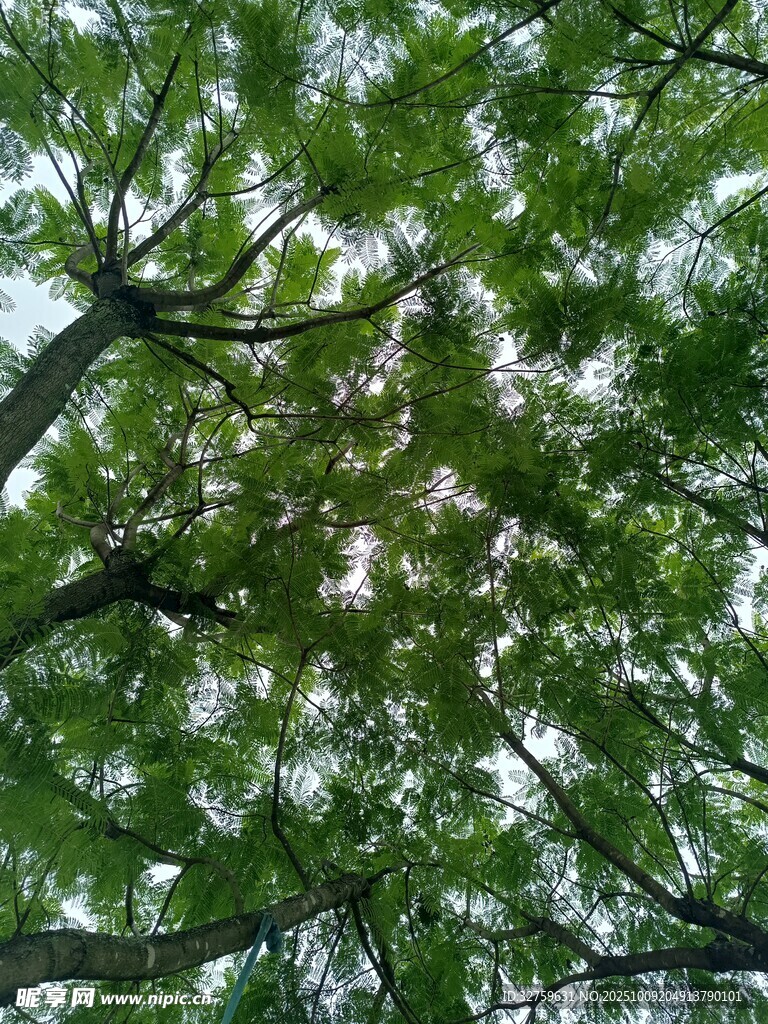 仰视葱郁繁茂的树冠枝叶