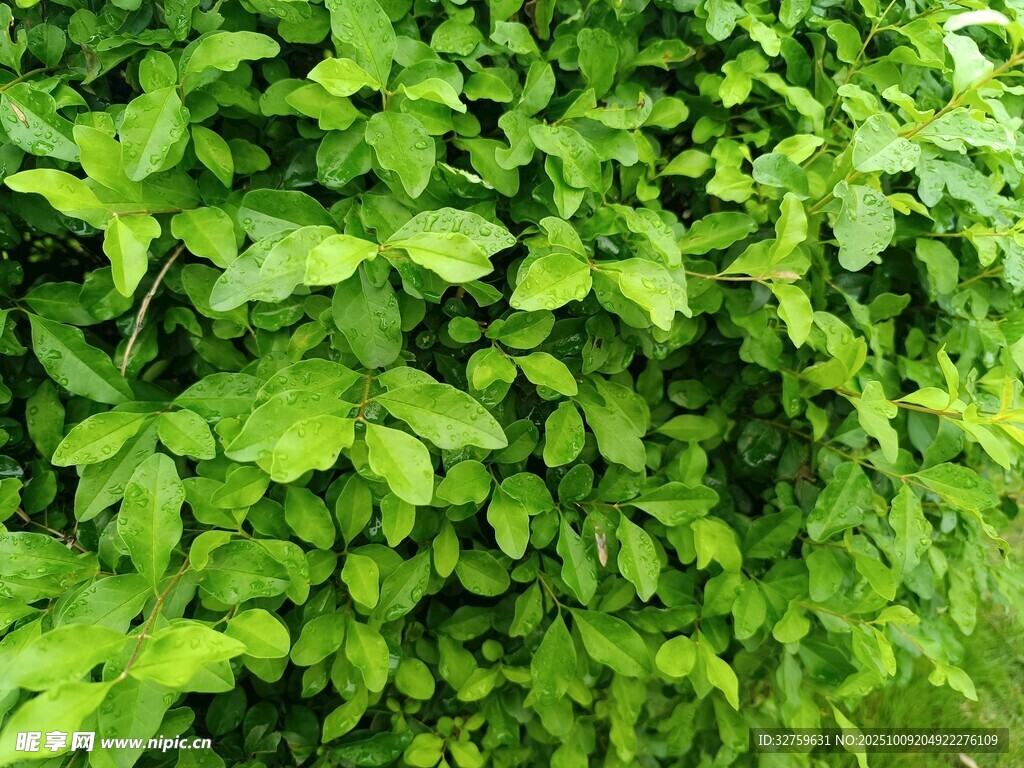 翠绿繁茂的爬藤植物
