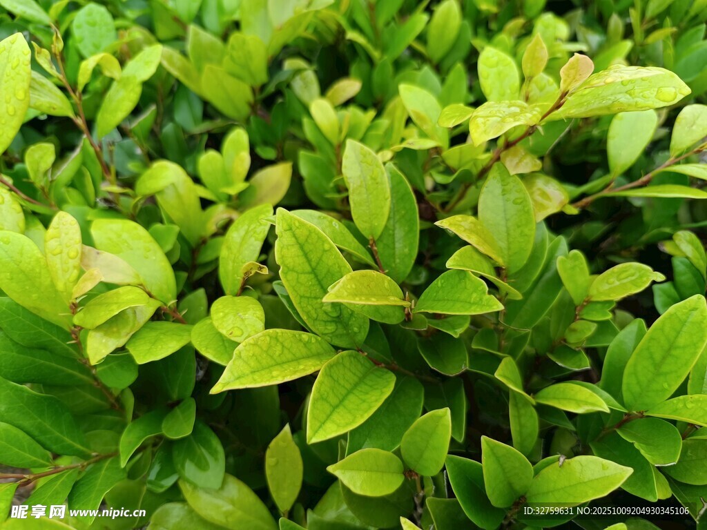 翠绿繁茂的叶片植物