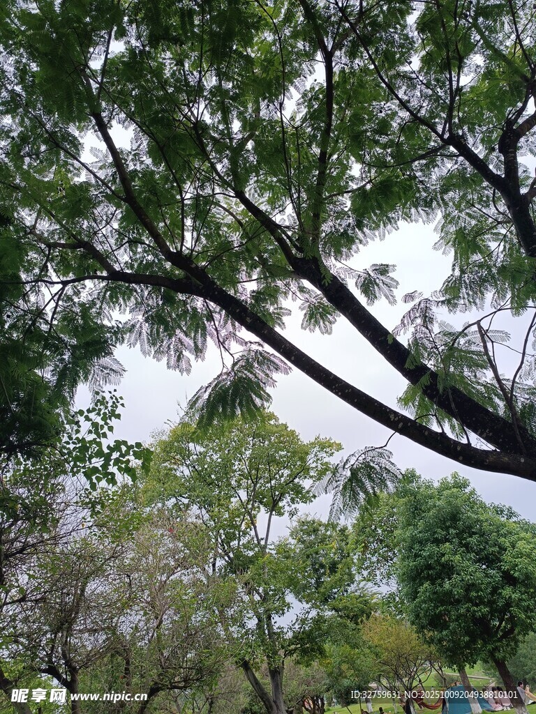 繁茂绿树间的清新景致