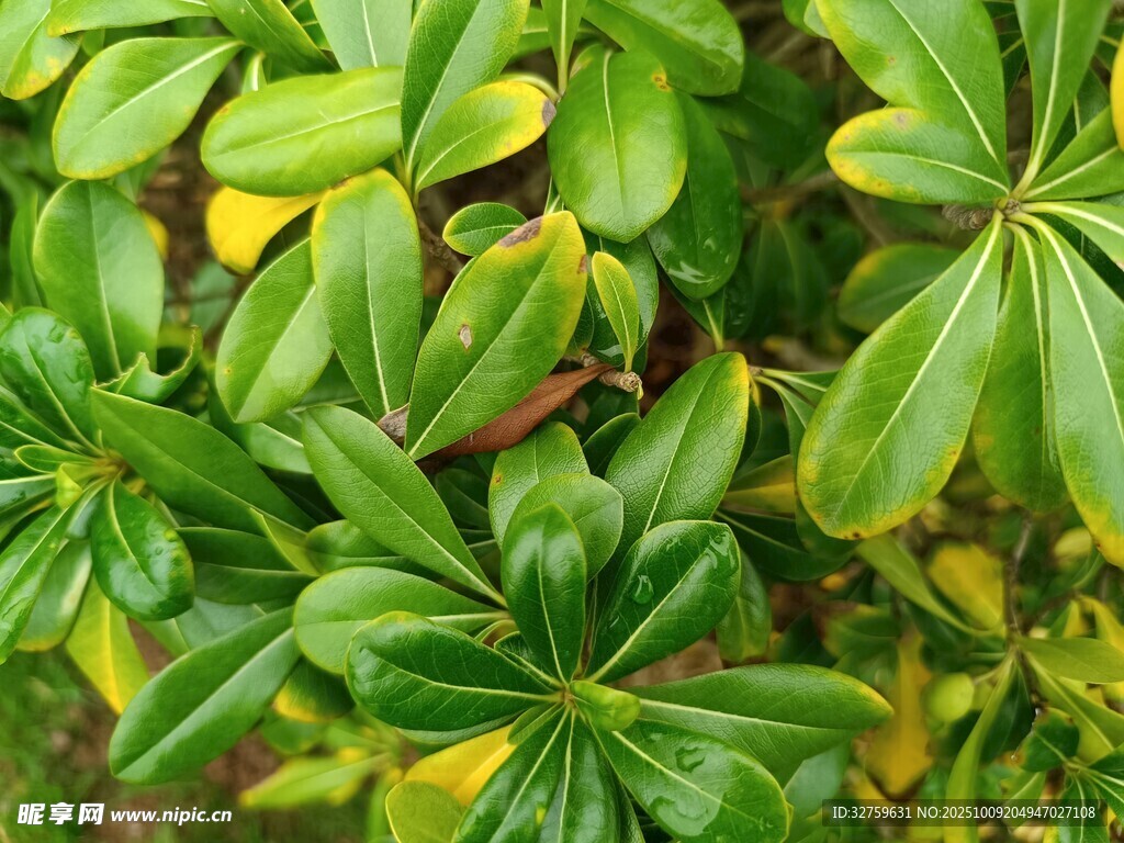 翠绿繁茂的绿植叶片