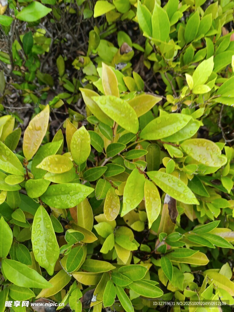 翠绿鲜嫩的繁茂植物叶片