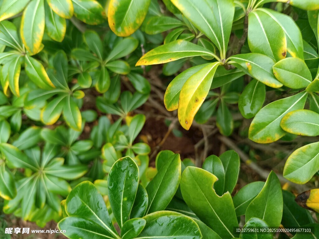 翠绿繁茂的植物叶片
