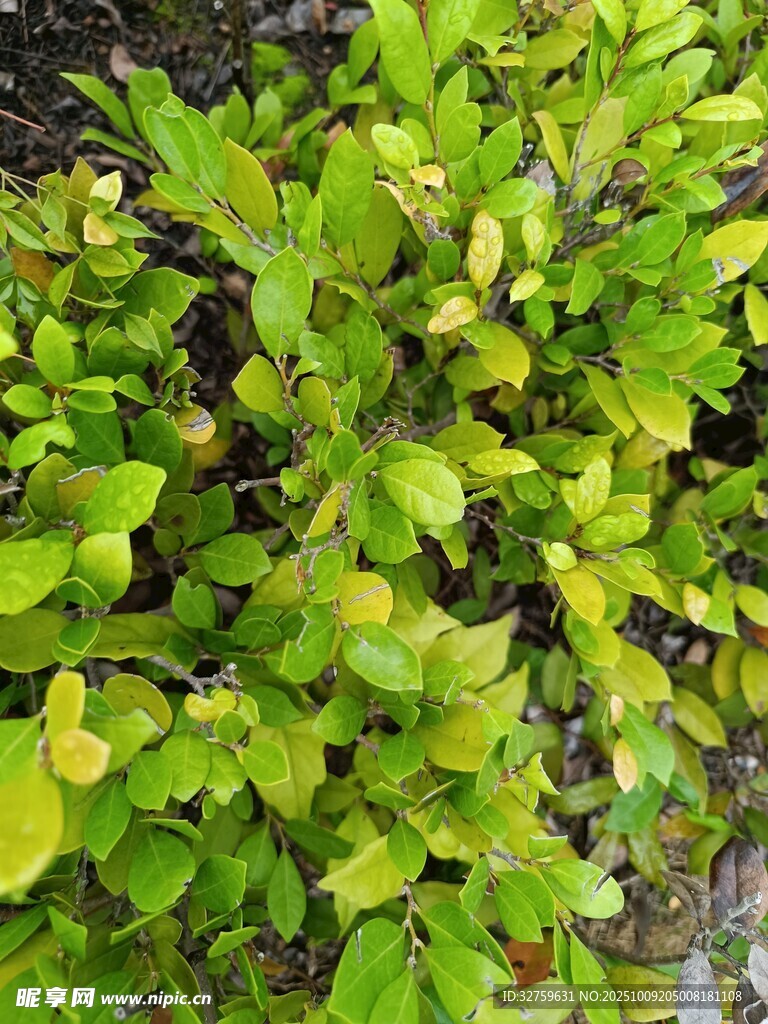 翠绿繁茂的丛生植物