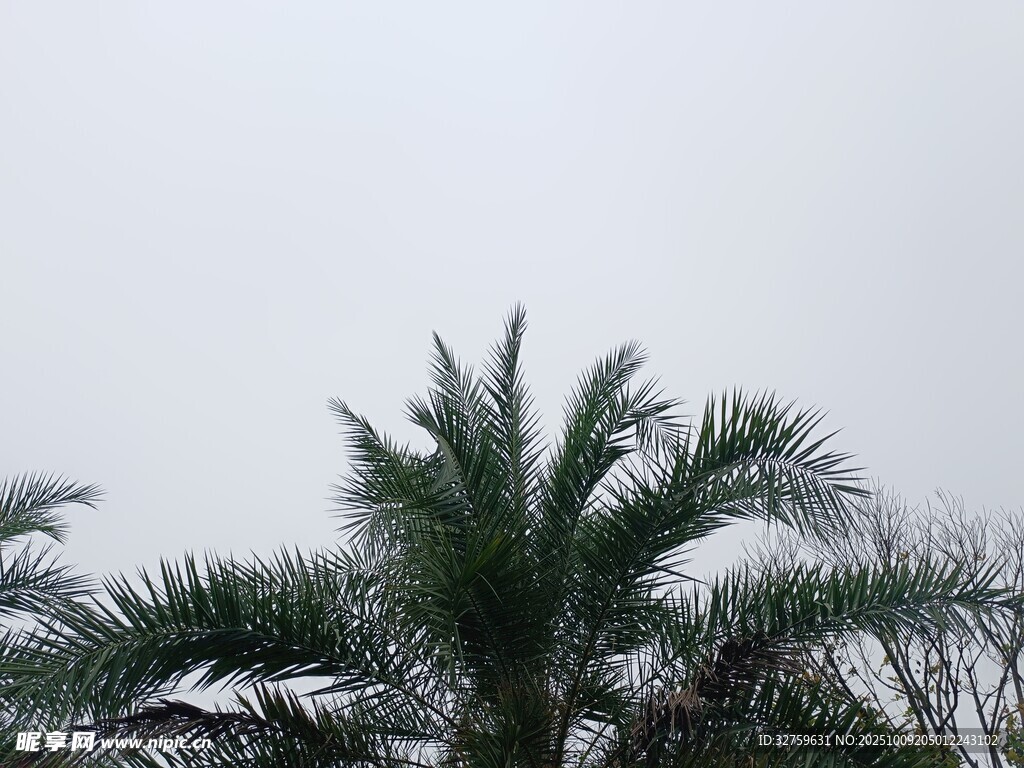 雪中棕榈树