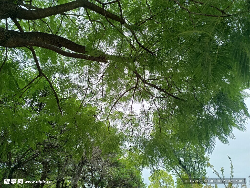 仰视茂密绿荫树冠