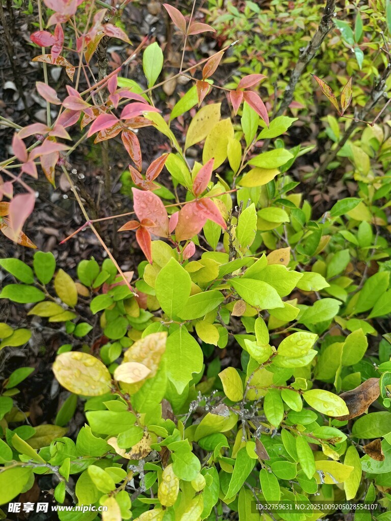 多彩灌木叶片特写