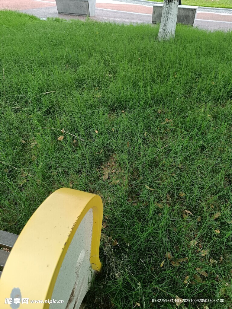 路边黄色物件旁的绿色草地