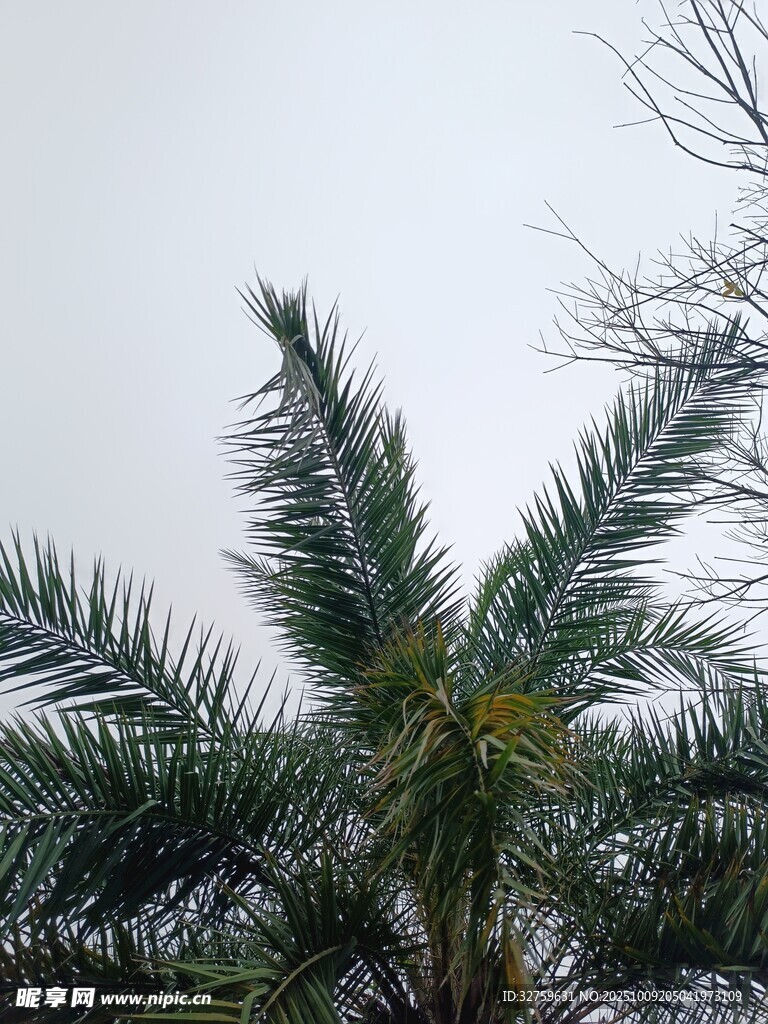 向上视角的棕榈树景观