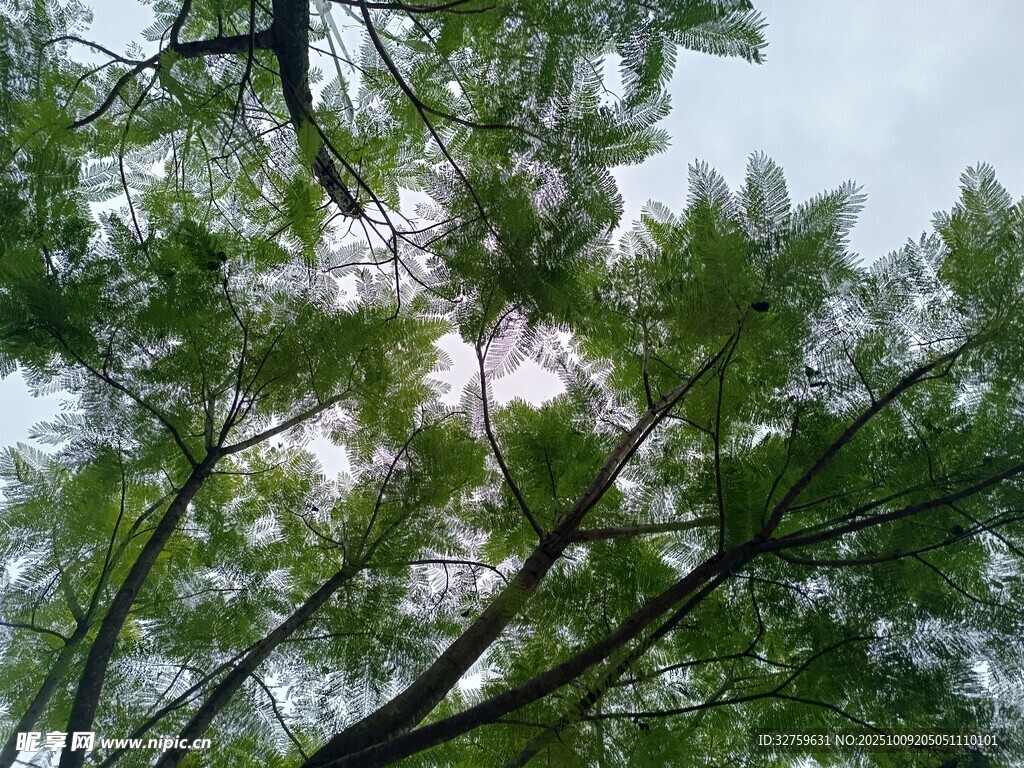 仰视繁茂绿树与天空
