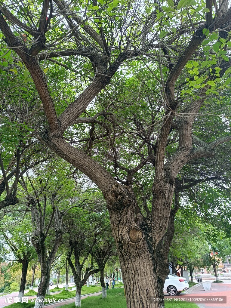 粗壮繁茂的街边大树