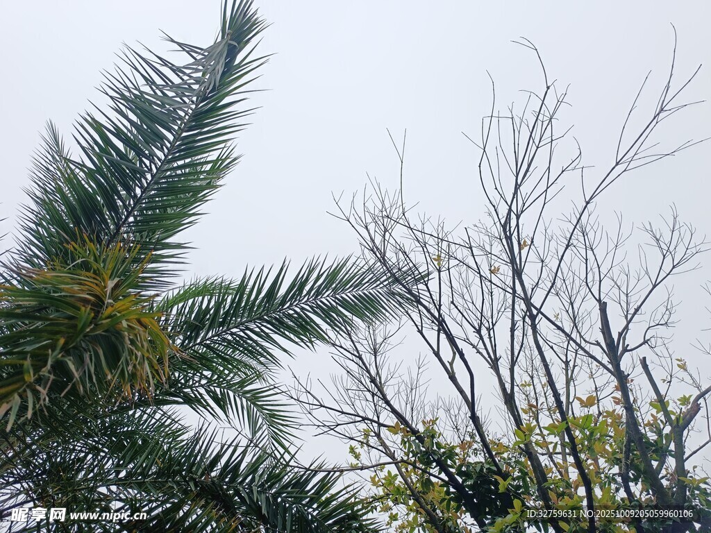 棕榈树与光秃树枝景观