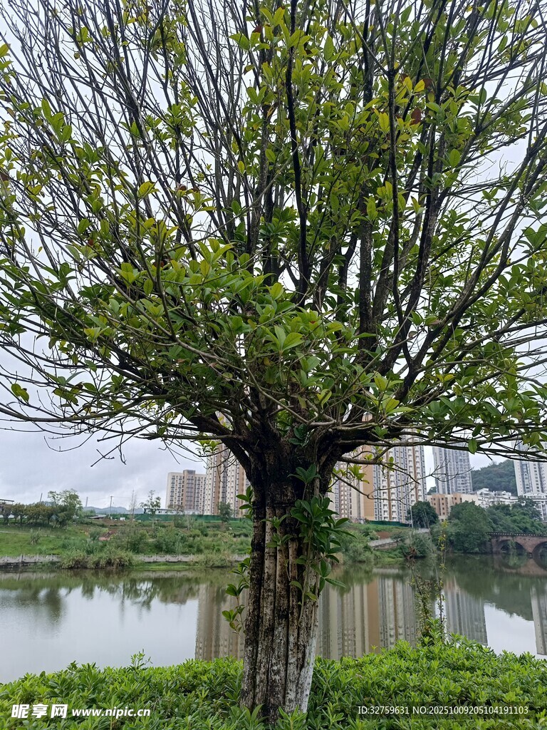 湖畔孤树展新绿
