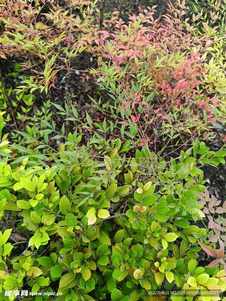 多彩绿植景观