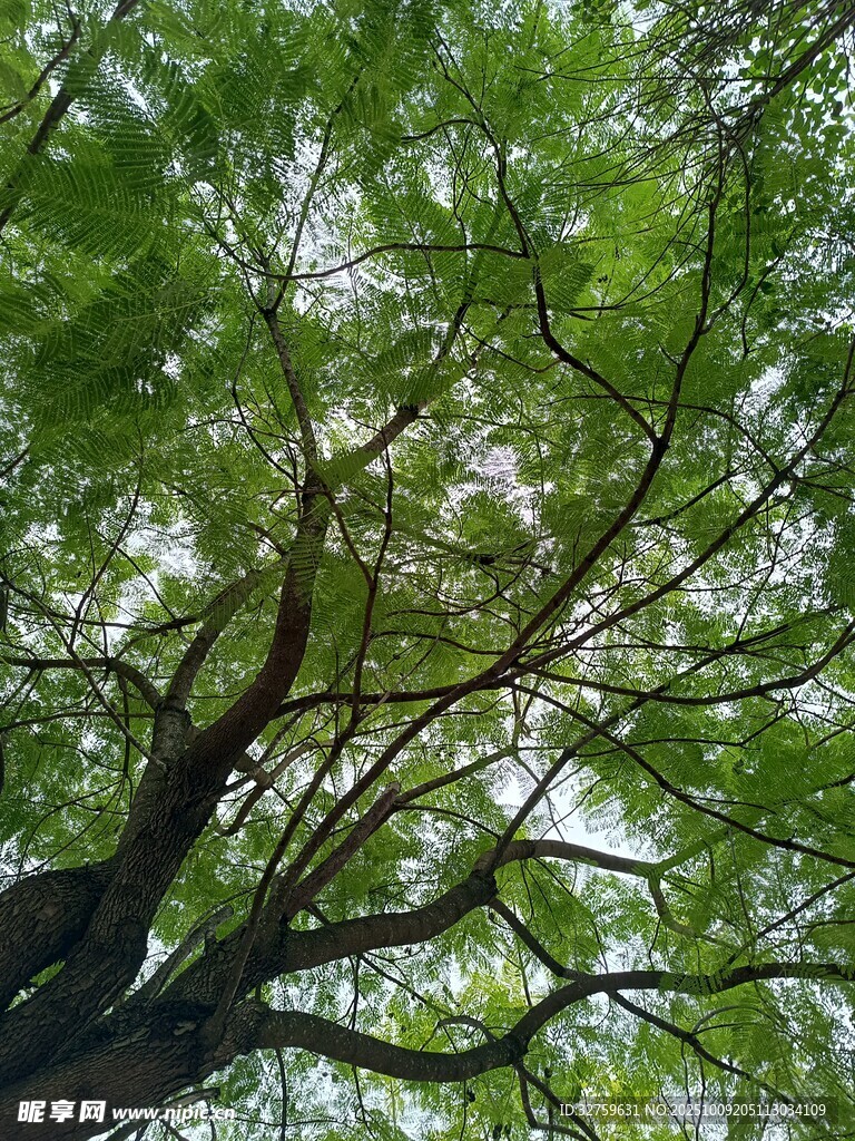 仰视葱郁繁茂的树枝树冠