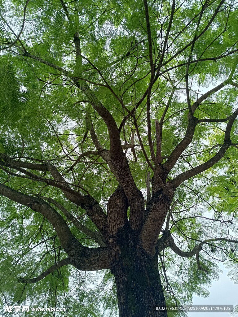高大繁茂的绿色树木