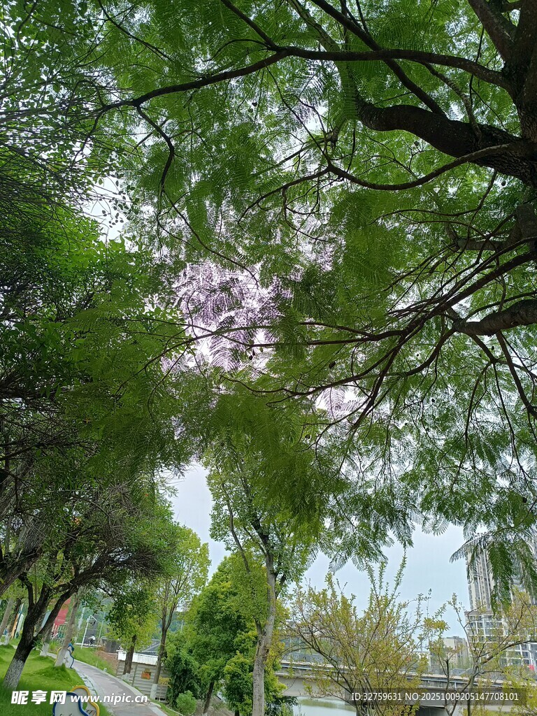 绿荫下的城市街道美景