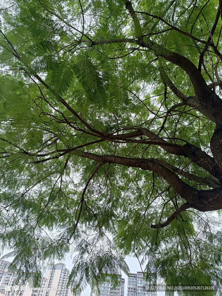 繁茂树枝下的城市天际线