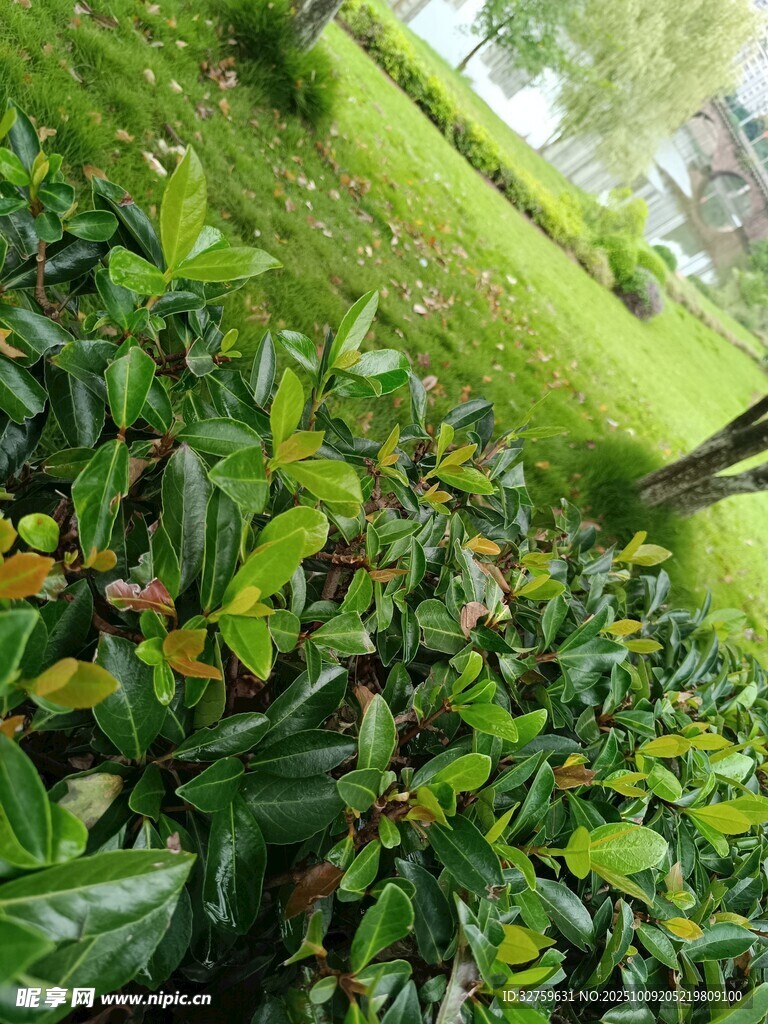 绿意盎然的繁茂植物景观