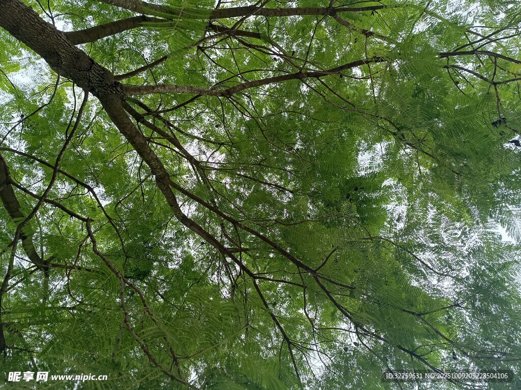 仰视繁茂枝叶的绿意世界
