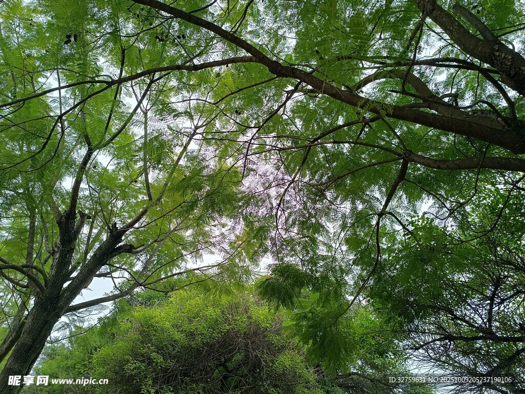 仰视葱郁树林美景