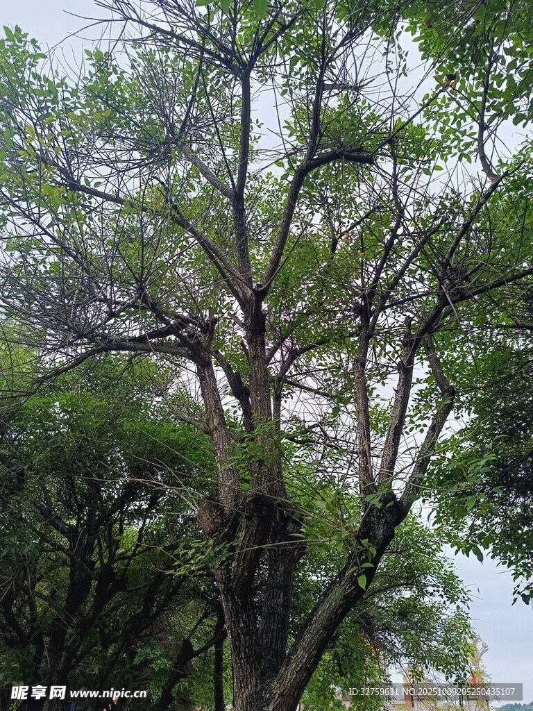 繁茂树木展现自然生机