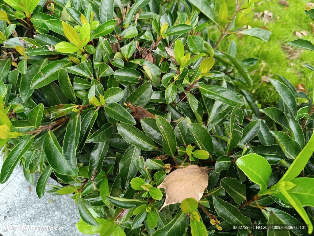 绿叶丛中的枯黄树叶