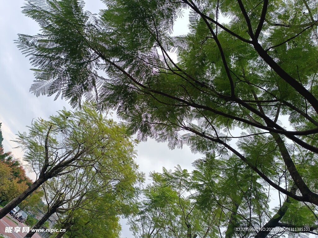 枝叶繁茂的树木