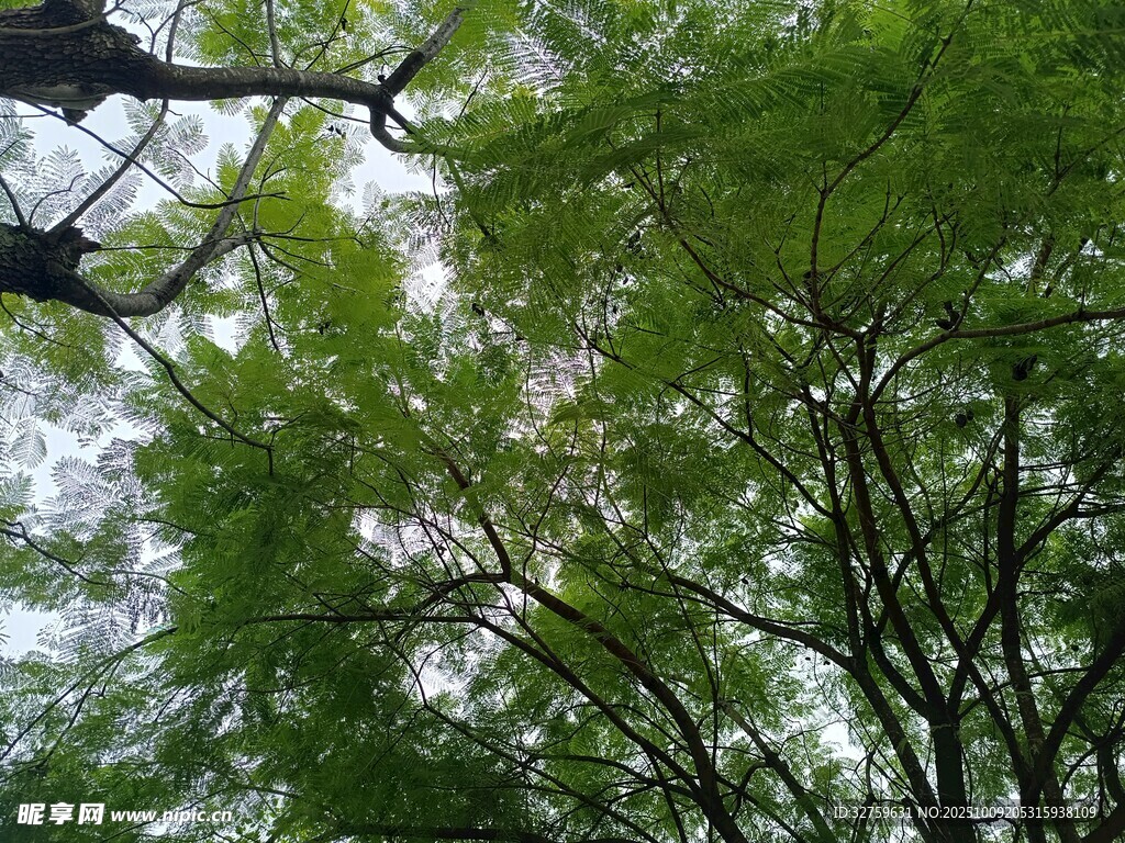仰视葱郁繁茂的翠绿竹林