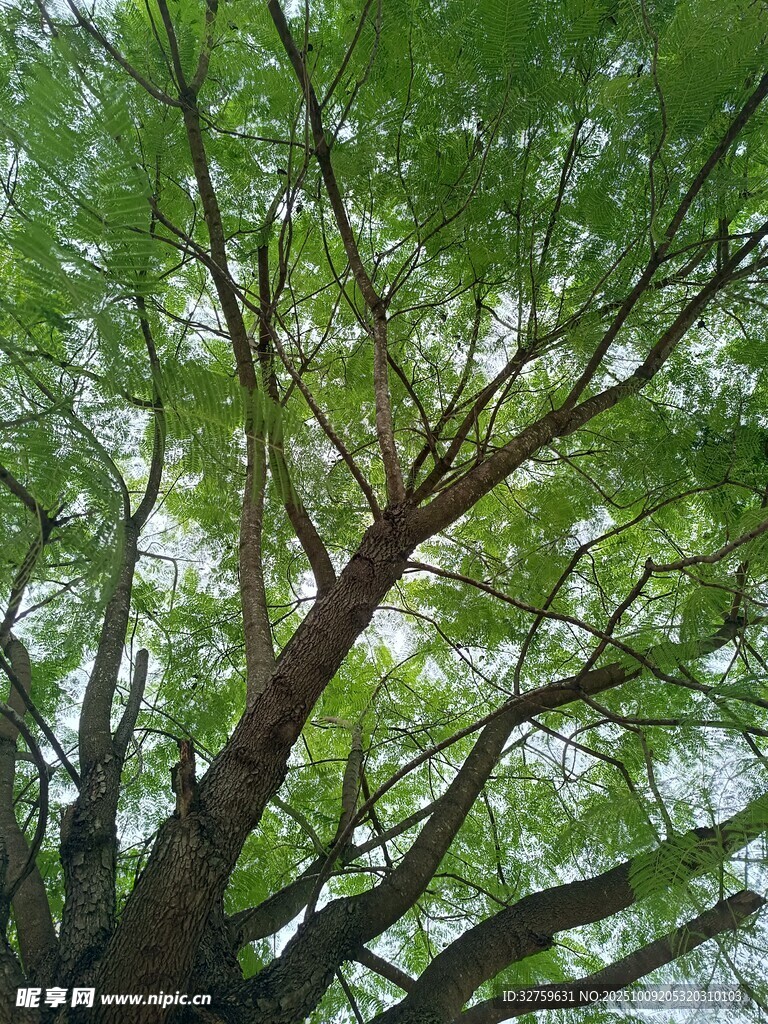 仰视葱郁大树枝叶繁茂