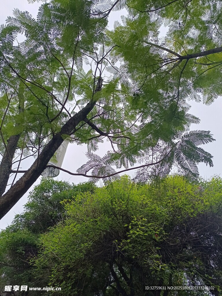 繁茂绿树展现自然生机