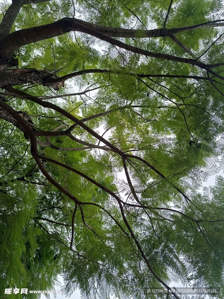 仰视繁茂枝叶