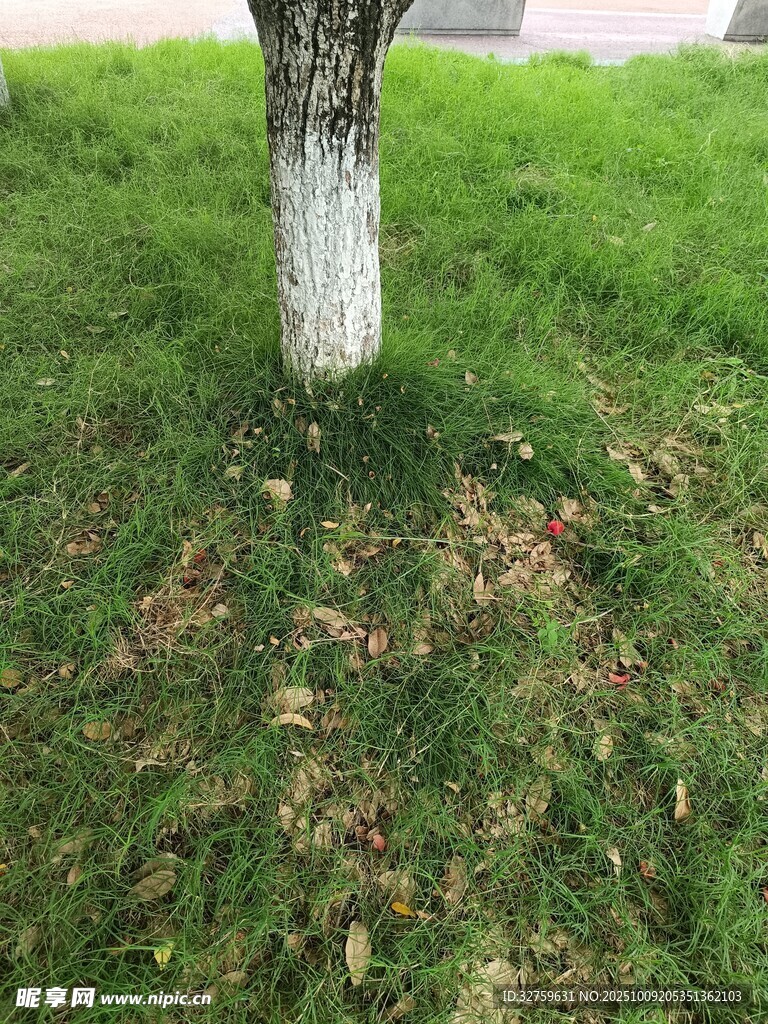 树下草地与落叶景象