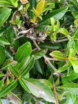 翠绿枝叶植物特写