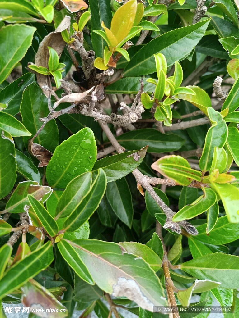 翠绿枝叶植物特写