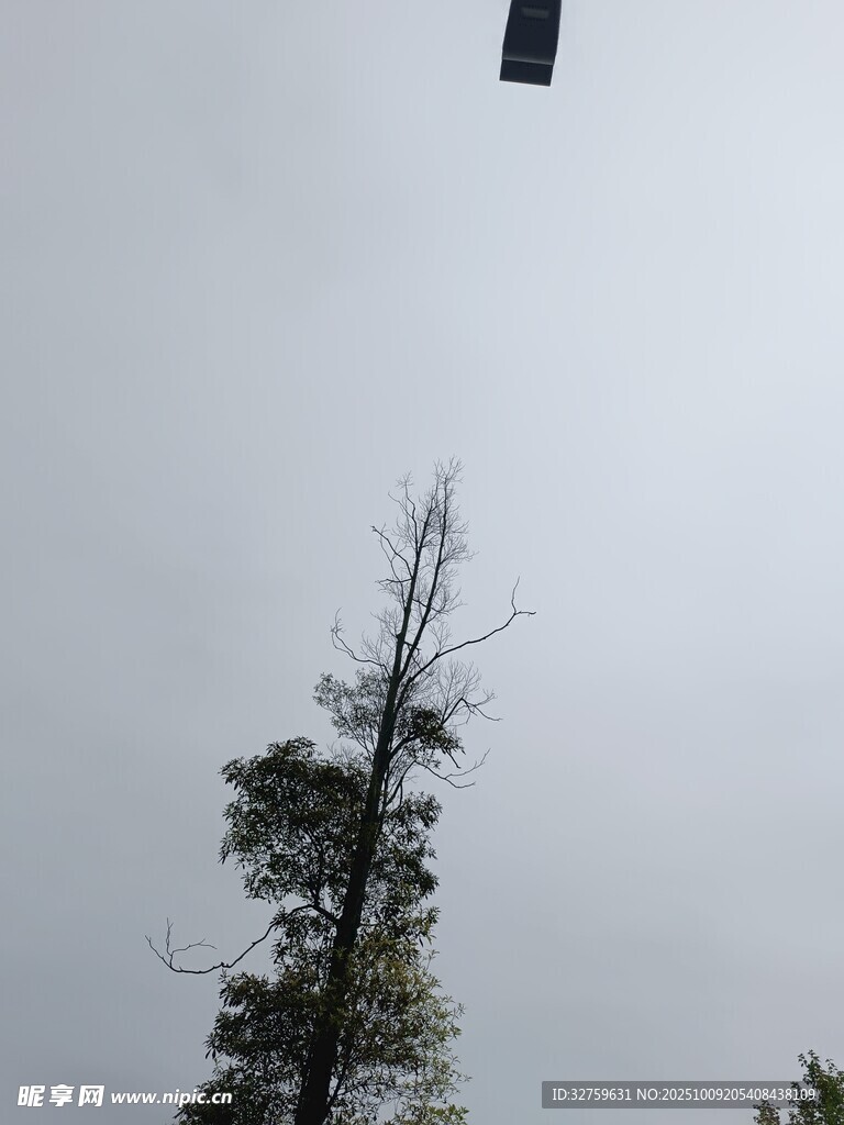 空中无人机与枯树景象