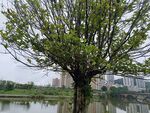 湖畔绿树映景