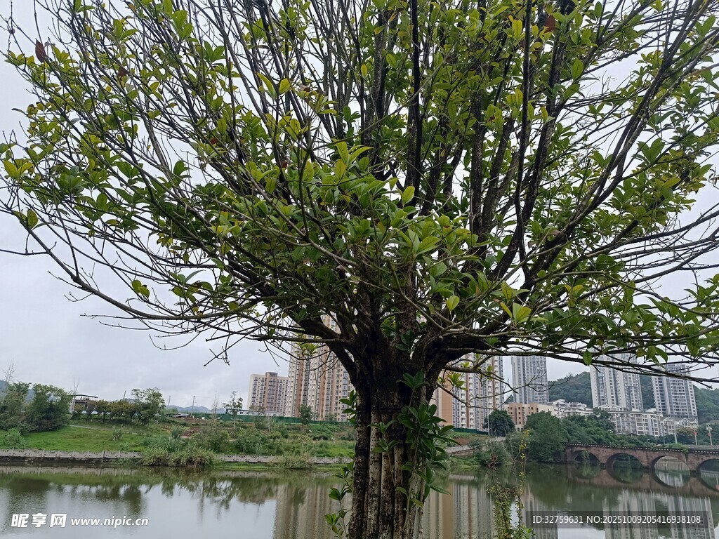 湖畔绿树映景