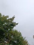 绿树映灰白天空