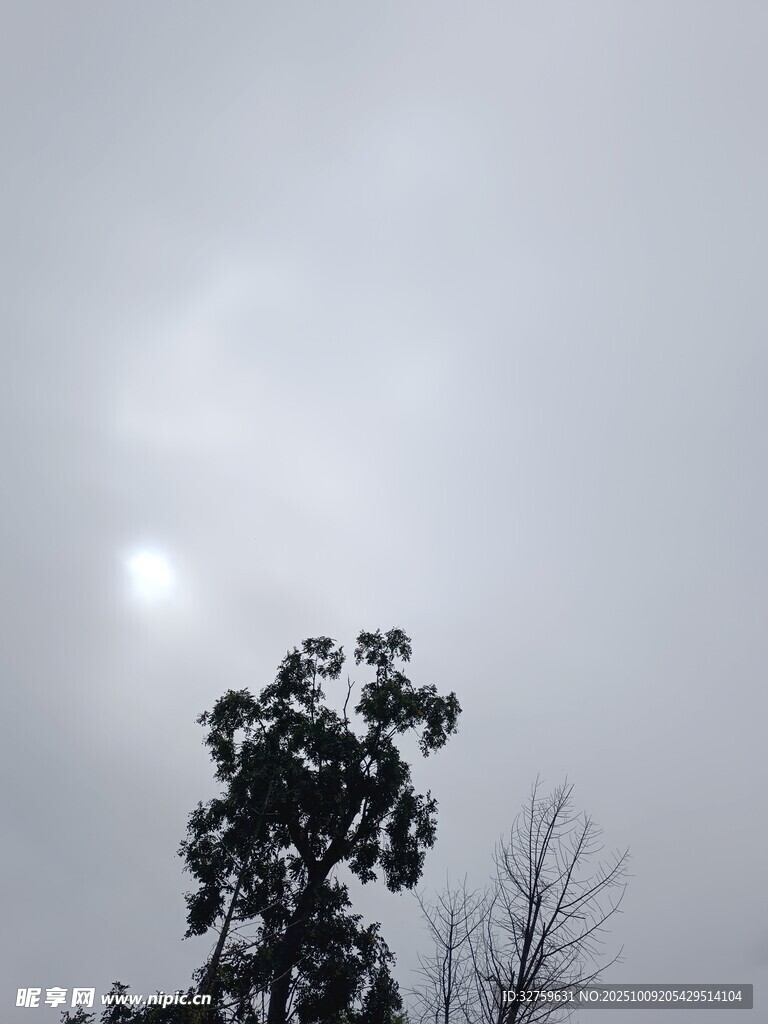 逆光下的树木与朦胧天空