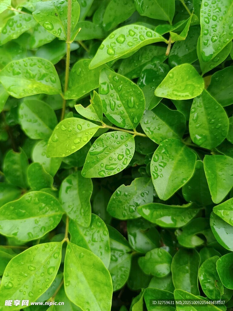 翠绿欲滴的鲜嫩叶片