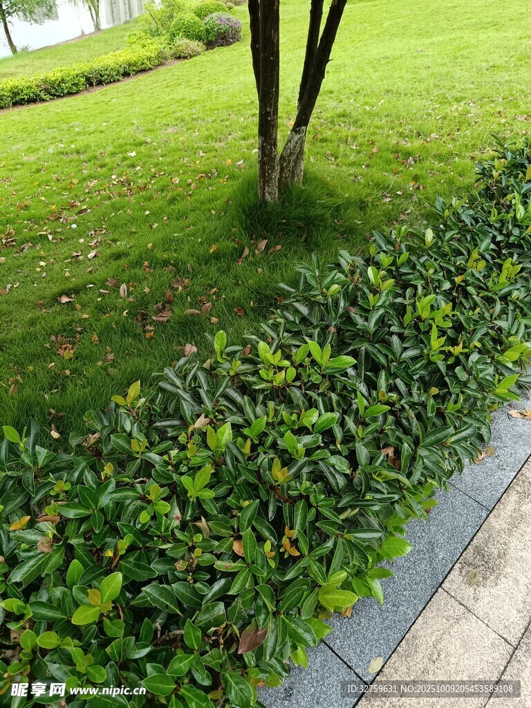 路边绿植景观