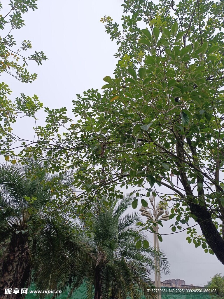 户外绿树景象