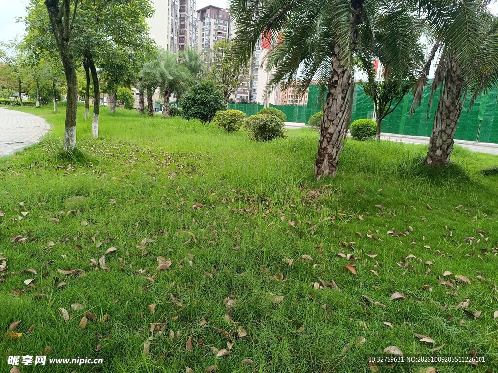 绿意盎然的公园草地景观